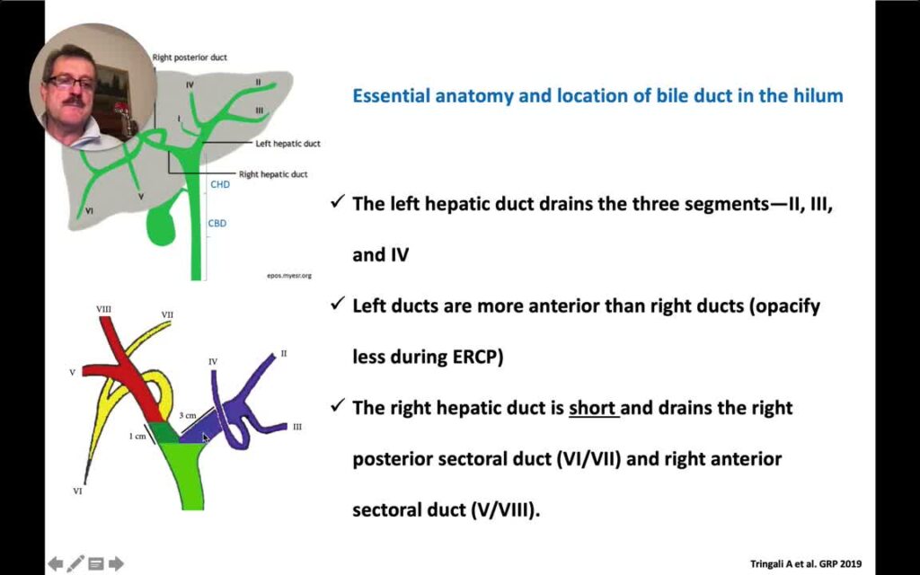 Quick Tip In Ercp - Know The Liver Segments And Bile Duct Anatomy 3 Quick Tip In Ercp – Know The Liver Segments And Bile Duct Anatomy